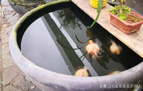 魚死了要換水嗎|4種魚缸換水的方式：最好就是換水+清缸一次搞定